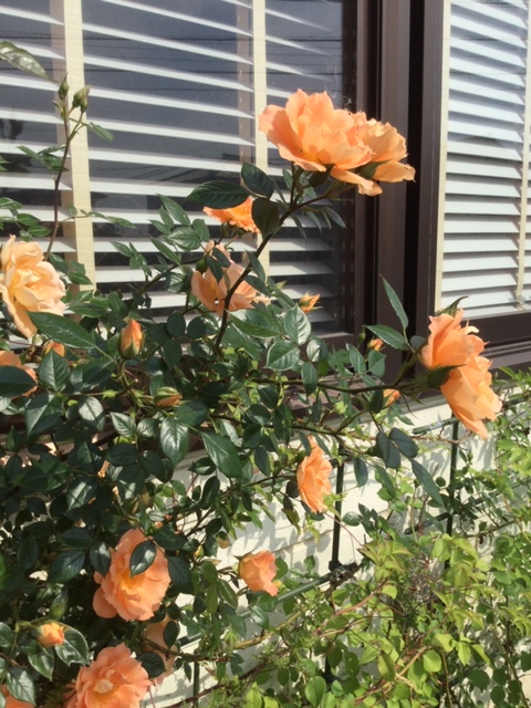 f:id:fsroom:20190526195442j:plain
