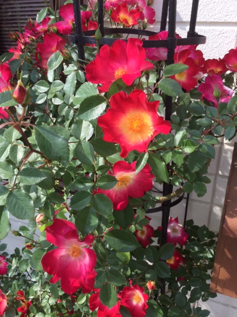 f:id:fsroom:20190527135305j:plain