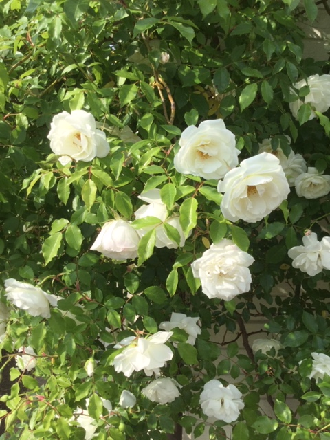 f:id:fsroom:20190530201837j:plain