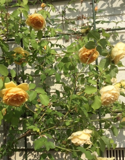 f:id:fsroom:20190531191217j:plain