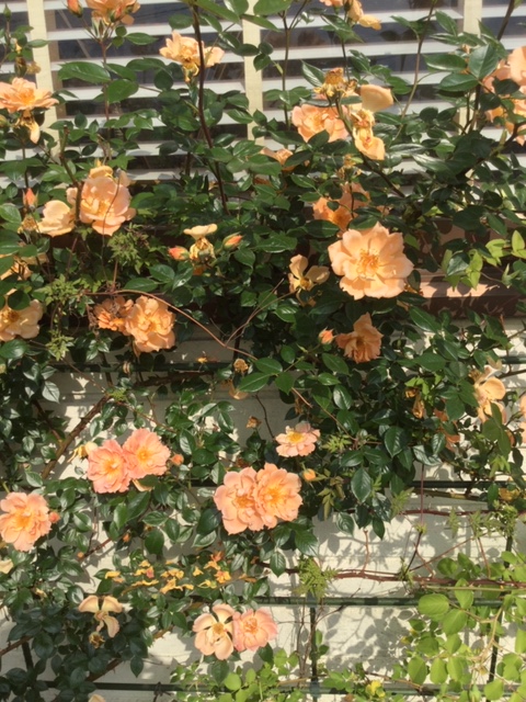 f:id:fsroom:20190531191246j:plain