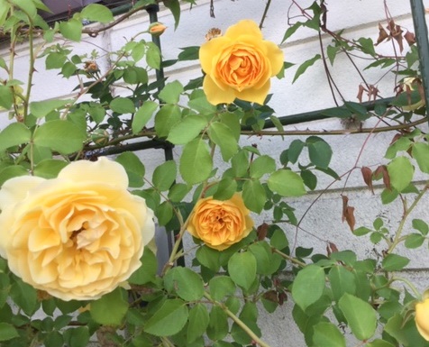 f:id:fsroom:20190601114605j:plain f:id:fsroom:20190601114605j:plain