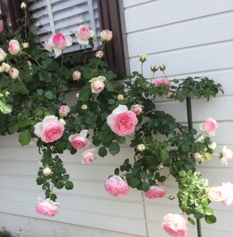 f:id:fsroom:20190602181523j:plain f:id:fsroom:20190602181523j:plain