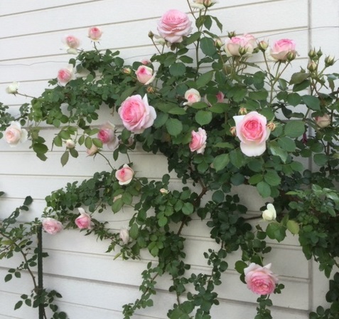 f:id:fsroom:20190602181558j:plain f:id:fsroom:20190602181558j:plain