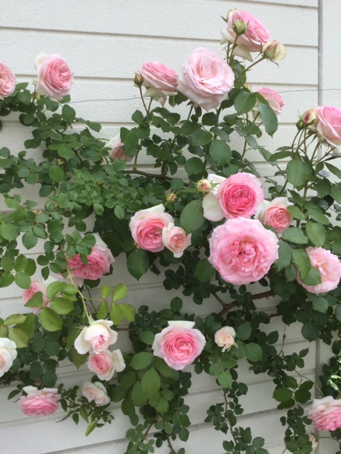 f:id:fsroom:20190603123009j:plain