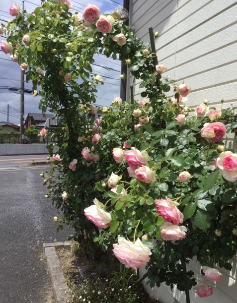 f:id:fsroom:20190603123034j:plain