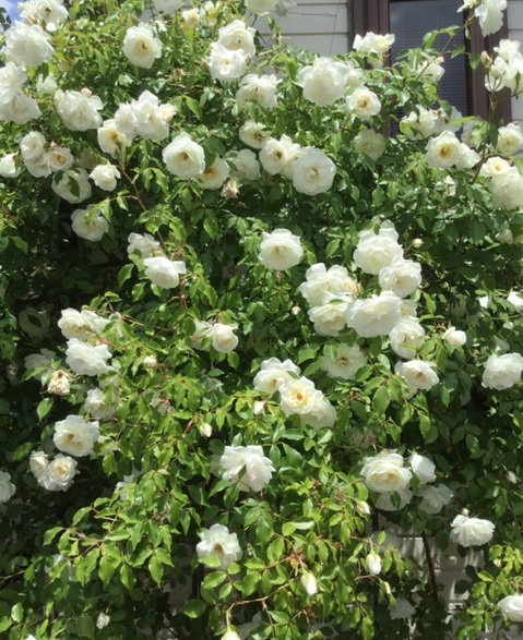 f:id:fsroom:20190603123101j:plain