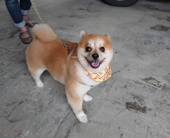 f:id:fsroom:20190605171719j:plain