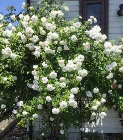 f:id:fsroom:20190607191358j:plain f:id:fsroom:20190607191358j:plain