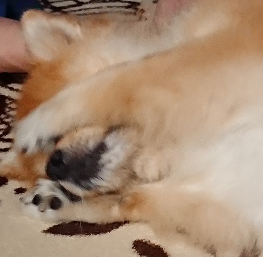 f:id:fsroom:20190715201128j:plain f:id:fsroom:20190715201128j:plain