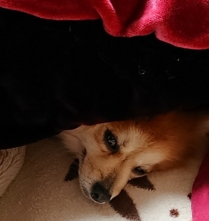 f:id:fsroom:20200209182257j:plain f:id:fsroom:20200209182257j:plain