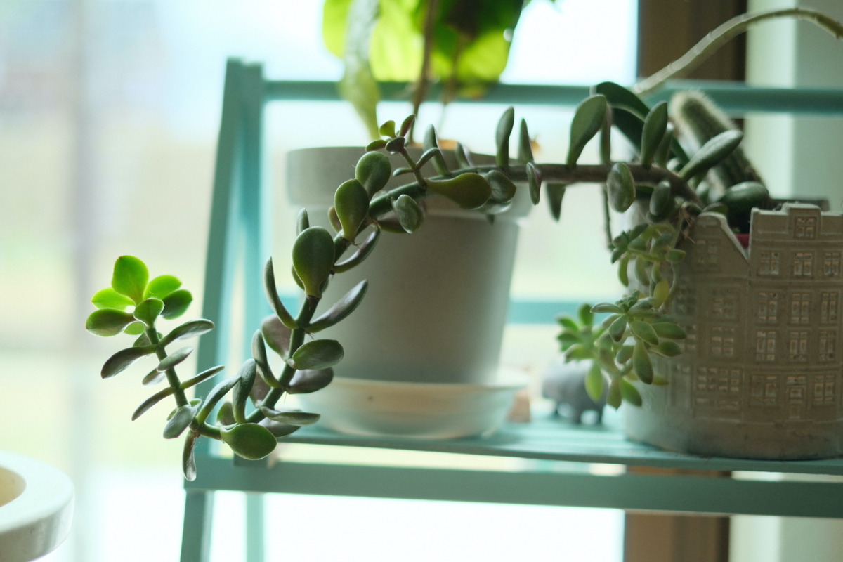 f:id:ftag:20210319120702j:plain