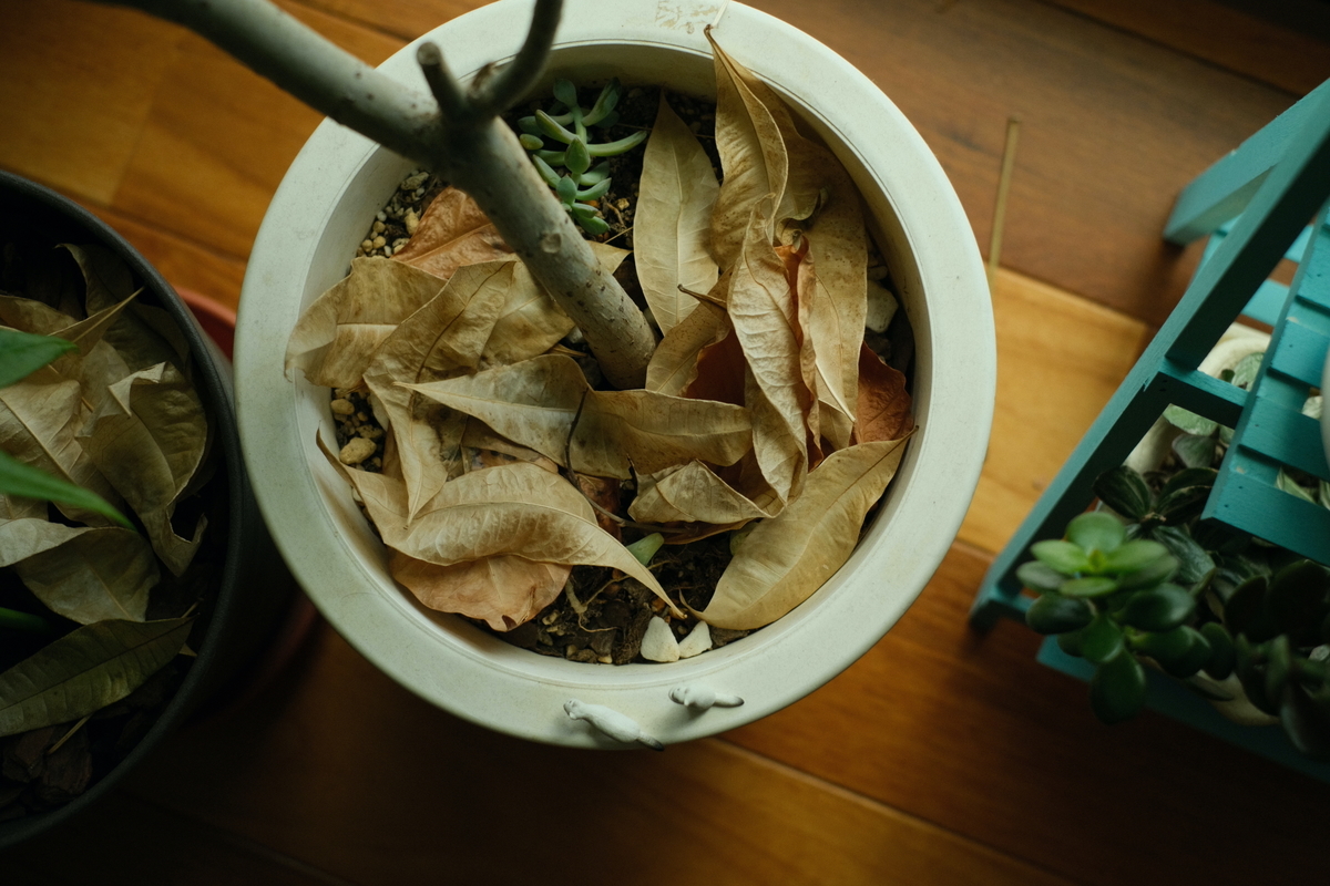 f:id:ftag:20210319120841j:plain