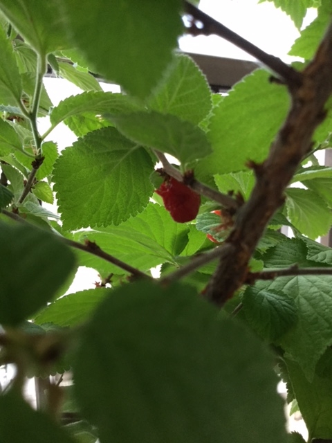 f:id:ftotel:20170526154721j:plain