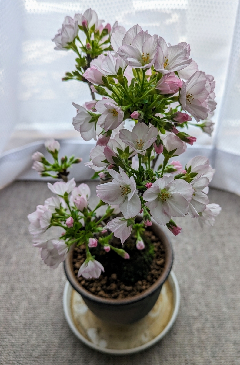 御殿場桜の開花 - TOF備忘録