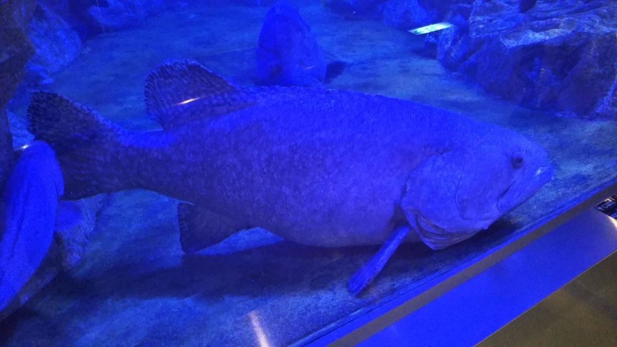 魚っ知館 へ 子どもとgo 海の見える京都から