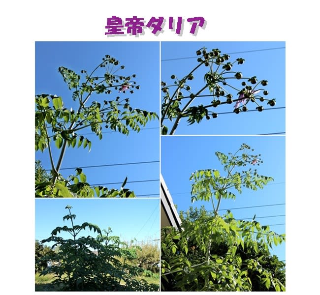 小さな庭も秋めいて来た - fu-kobb’s blog