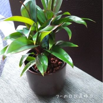無印良品の観葉植物 パープルコンパクタ パキラ の購入レビュー ハイドロカルチャー仕立ての 瀬戸焼の鉢の観葉植物 フーの日日是好日
