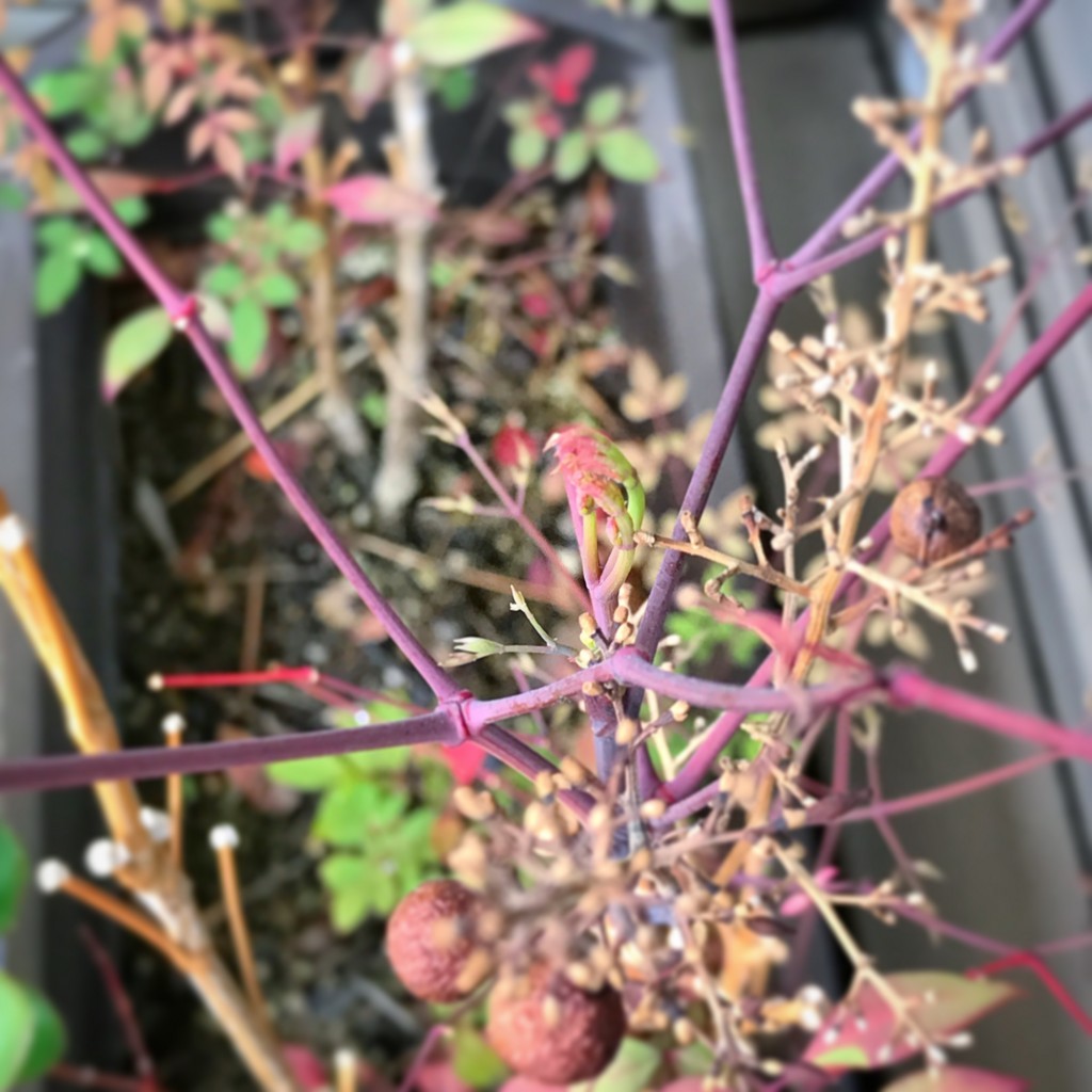 f:id:fu-wa:20180331233553j:plain f:id:fu-wa:20180331233553j:plain