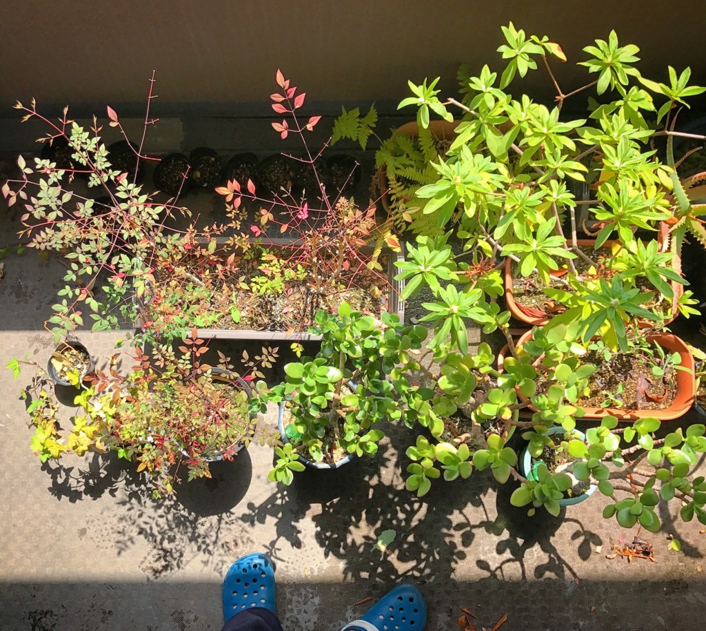 f:id:fu-wa:20180331233622j:plain f:id:fu-wa:20180331233622j:plain