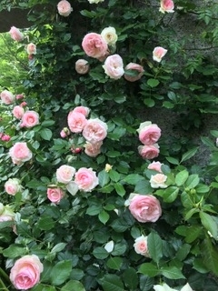 f:id:fu0125:20180531071227j:plain