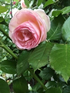f:id:fu0125:20180531071758j:plain
