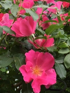 f:id:fu0125:20180531071913j:plain