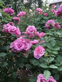f:id:fu0125:20180531071955j:plain