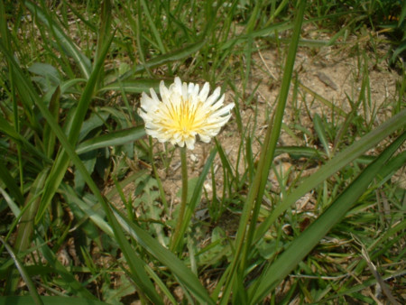 f:id:fu7mu4:20080329110203j:image