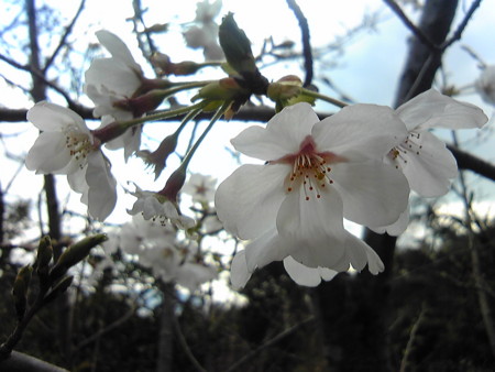 f:id:fu7mu4:20100403144700j:image