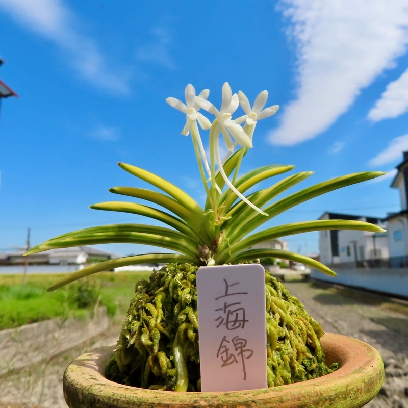 【春トク祭り】富貴蘭「白露」最上木 上海錦の花 - 富貴蘭だねっ！