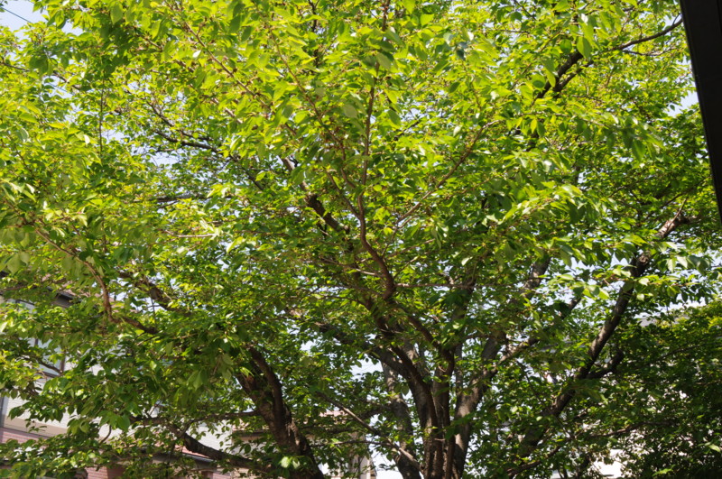 f:id:fuaki:20100501112107j:image