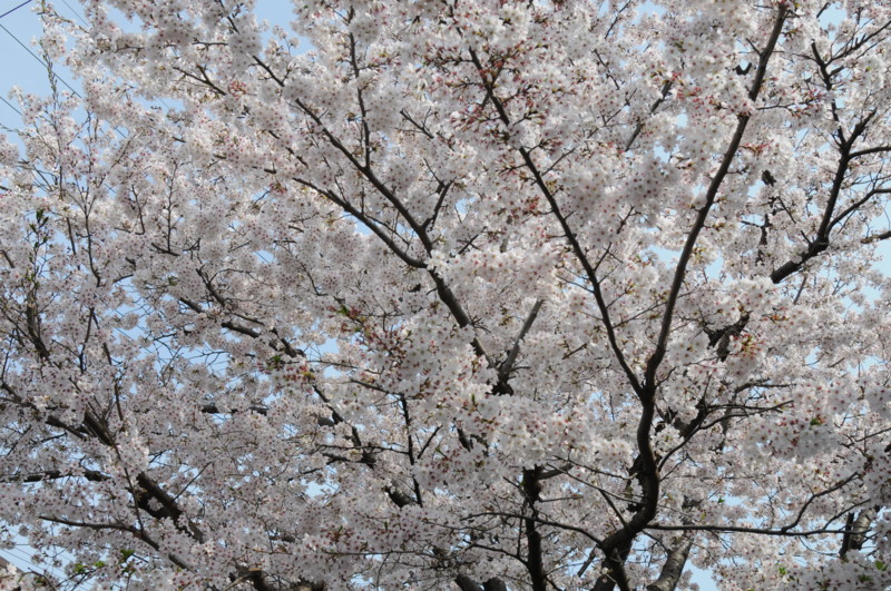 f:id:fuaki:20110411082230j:image