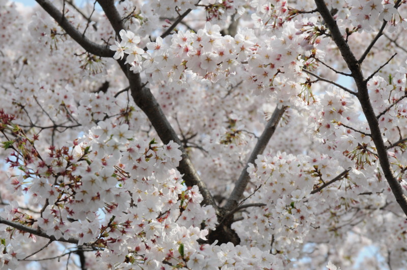 f:id:fuaki:20110411082237j:image