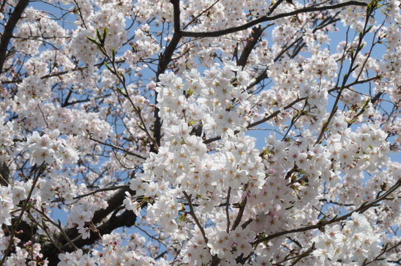 f:id:fuaki:20150331130838j:image