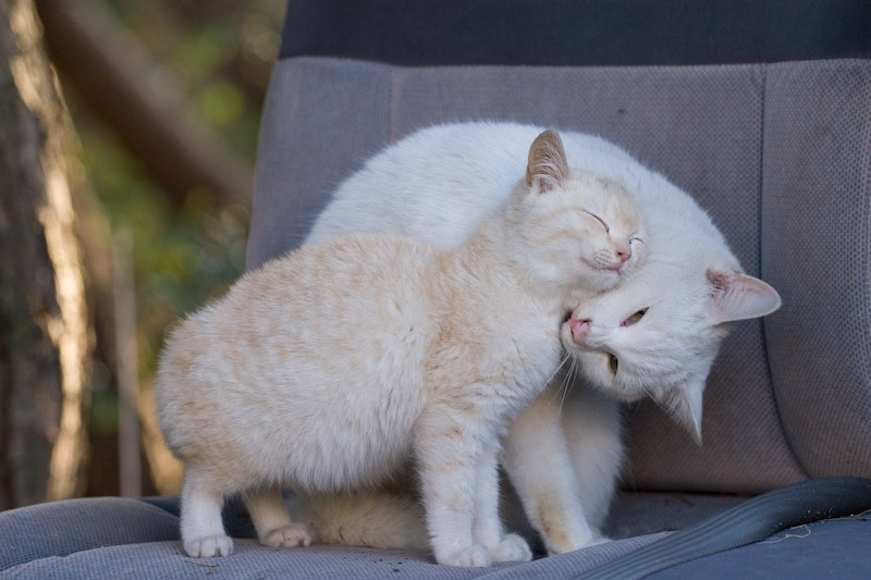 f:id:fubirai:20070617224020j:image