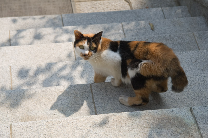 f:id:fubirai:20070618224348j:image