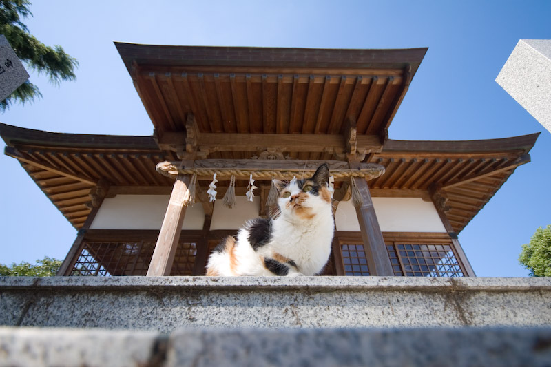 f:id:fubirai:20070618224349j:image