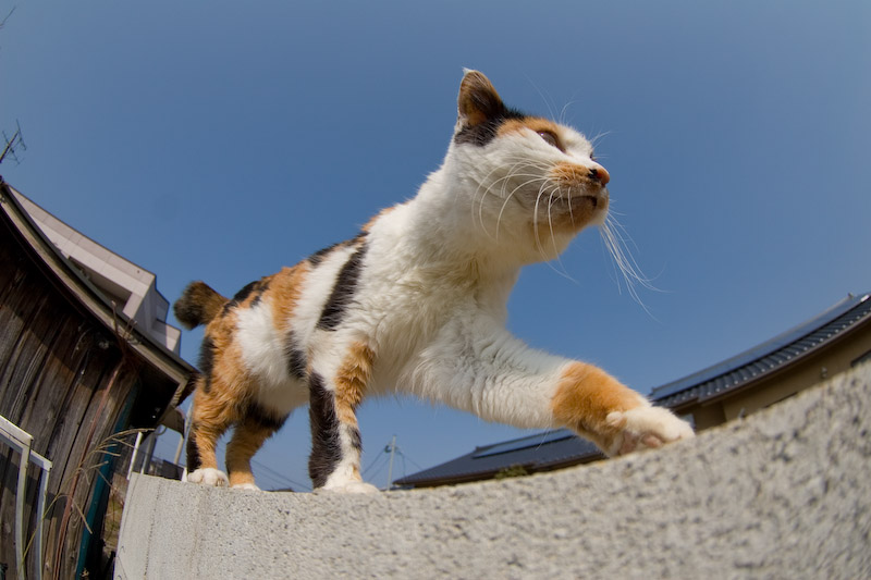 f:id:fubirai:20070623235549j:image