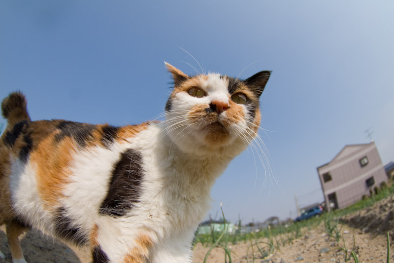 f:id:fubirai:20070623235551j:image