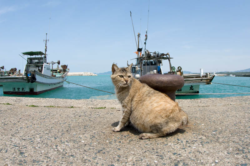 f:id:fubirai:20070711233243j:image