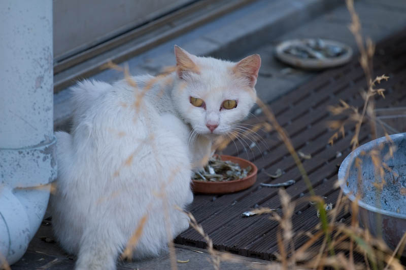 f:id:fubirai:20070908224038j:image
