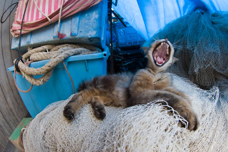 f:id:fubirai:20070916232132j:image