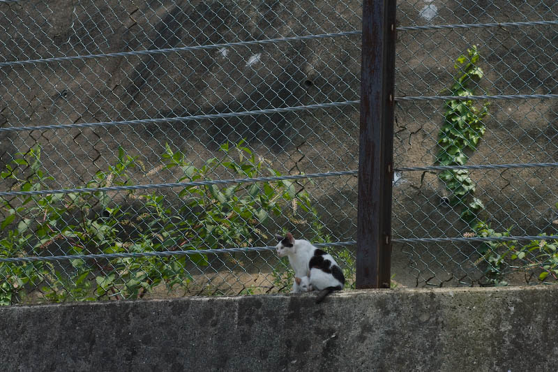f:id:fubirai:20070923230833j:image