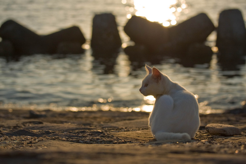 f:id:fubirai:20071119225233j:image