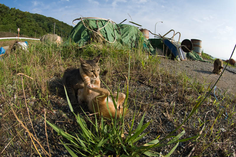 f:id:fubirai:20071211232307j:image