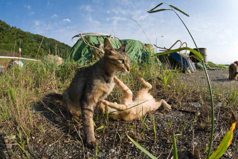 f:id:fubirai:20071211232321j:image