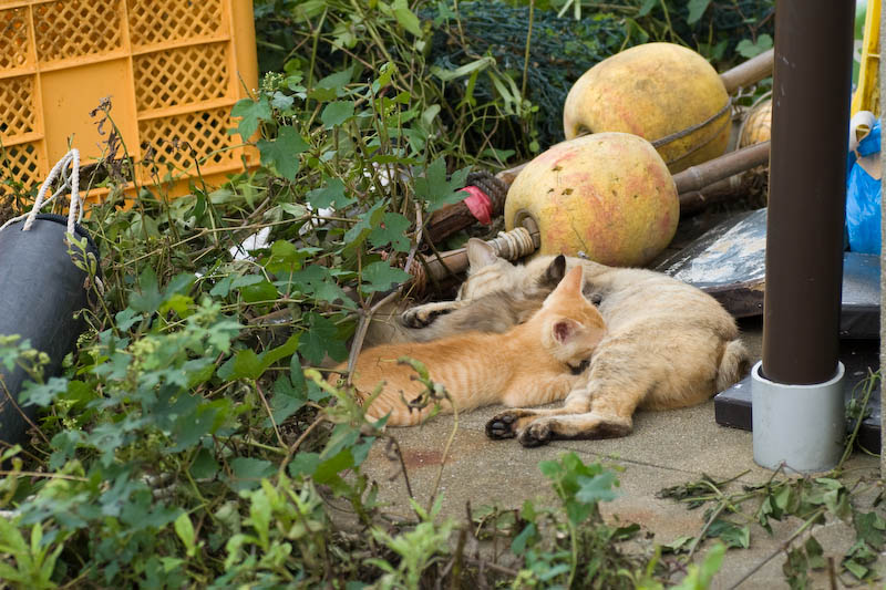 f:id:fubirai:20071211232324j:image