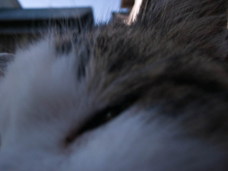 f:id:fubirai:20080203005133j:image