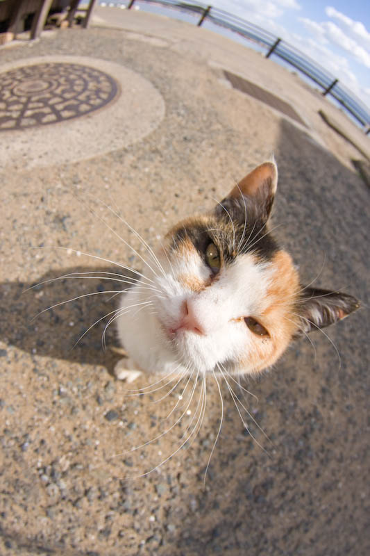f:id:fubirai:20080318231121j:image